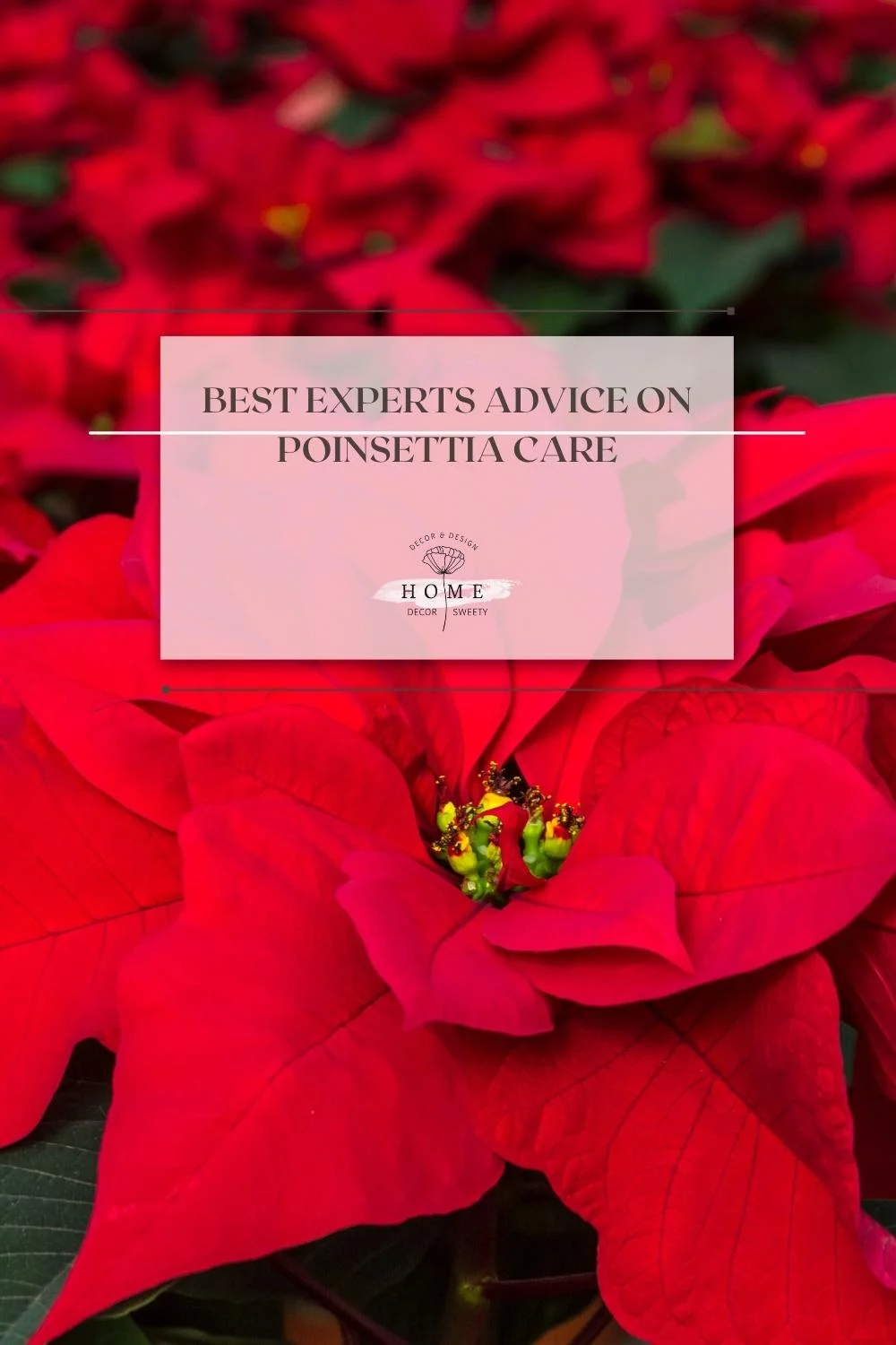 Best Experts advice on Poinsettia care
